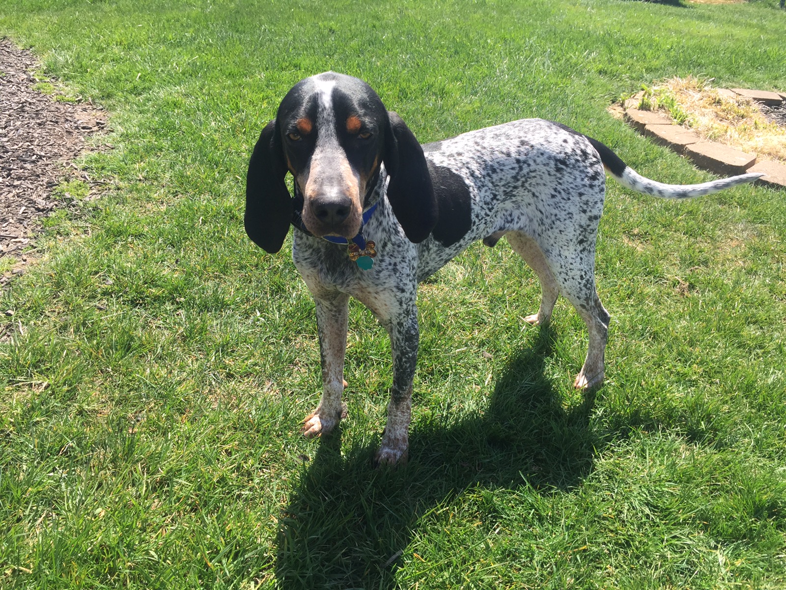 JT W. Meridian™ Food for Pets